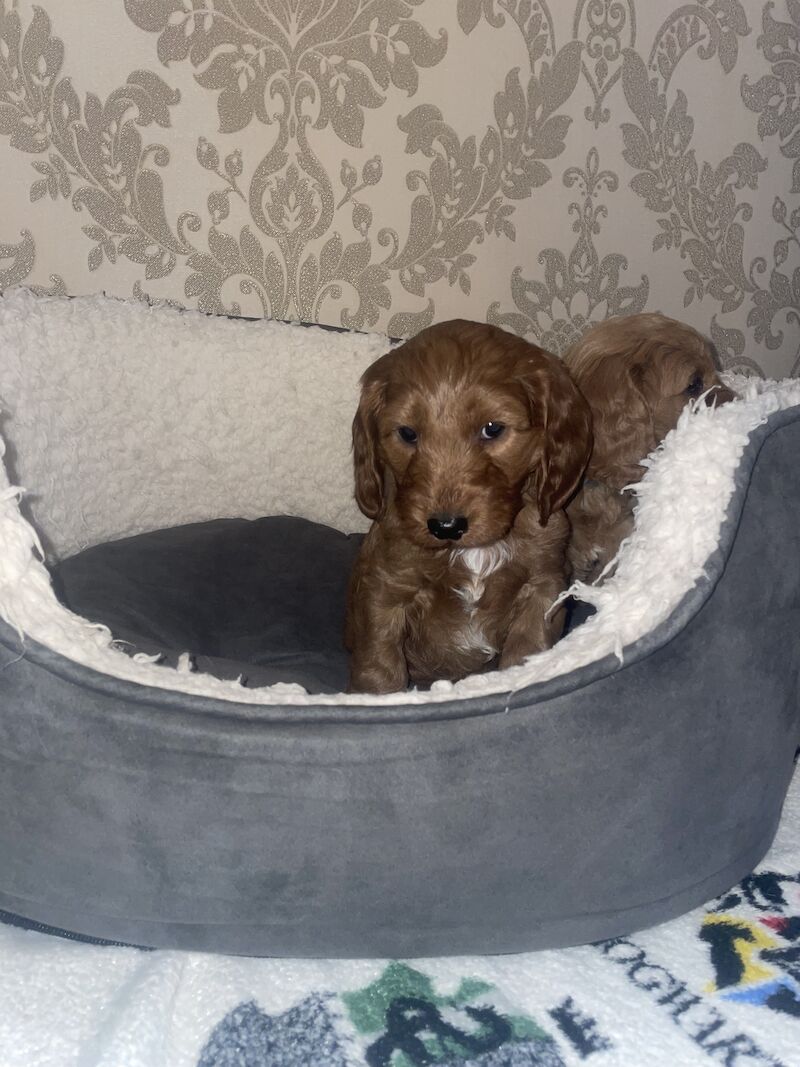 3 left Cockapoo puppy's for sale in Gravesend, Kent - Image 8