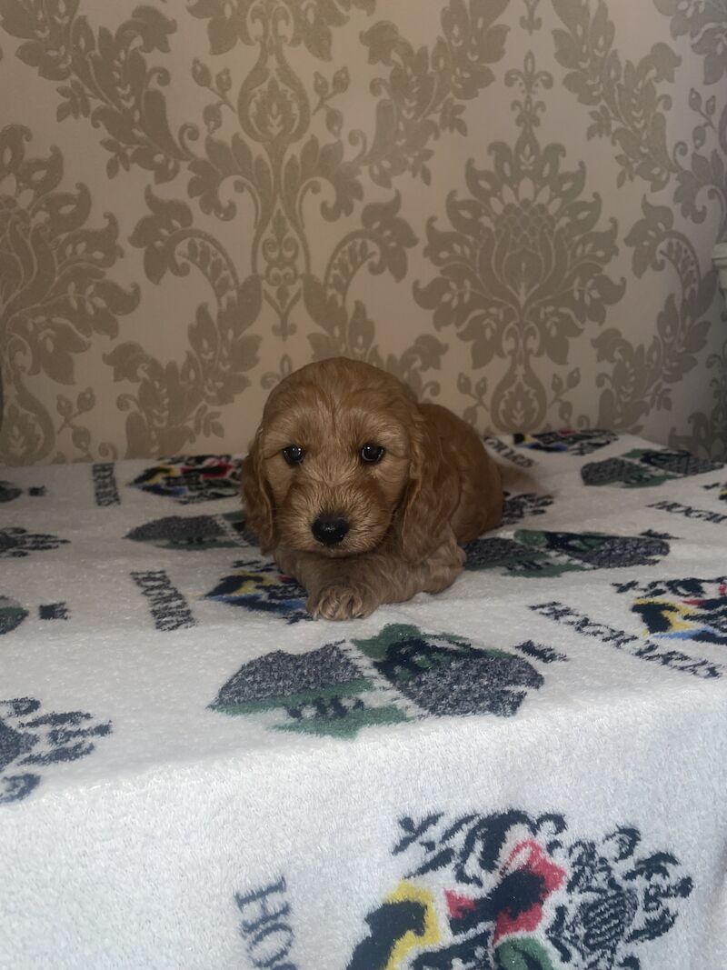 3 left Cockapoo puppy's for sale in Gravesend, Kent - Image 9