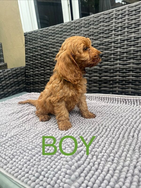 Cockapoo puppy’s