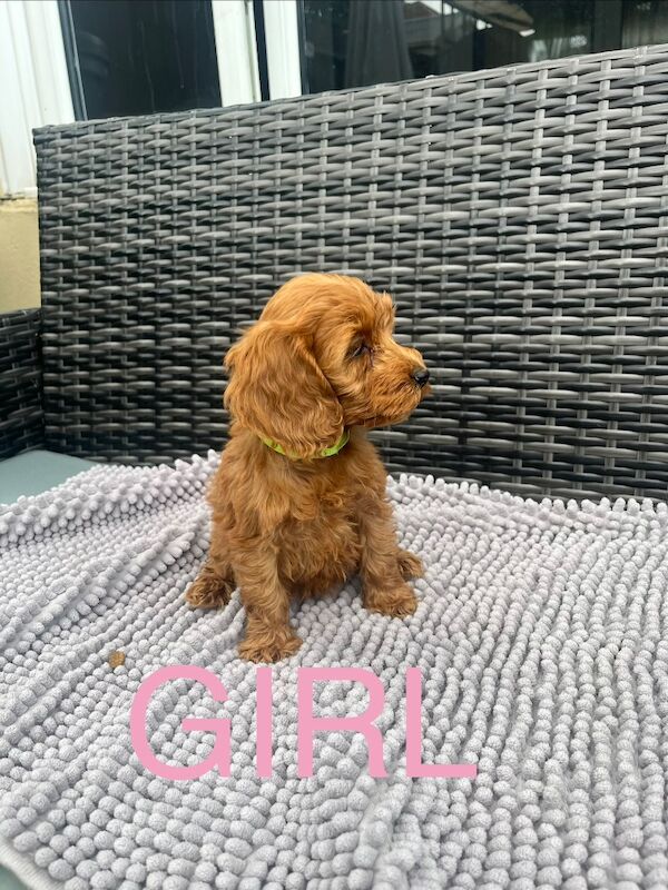 Cockapoo puppy’s