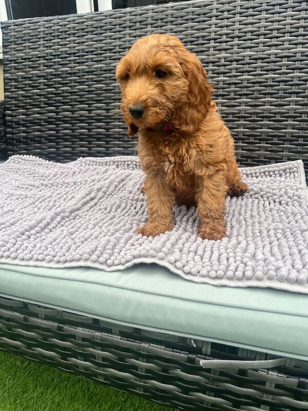 Cockapoo puppy’s - Image 7 of 12