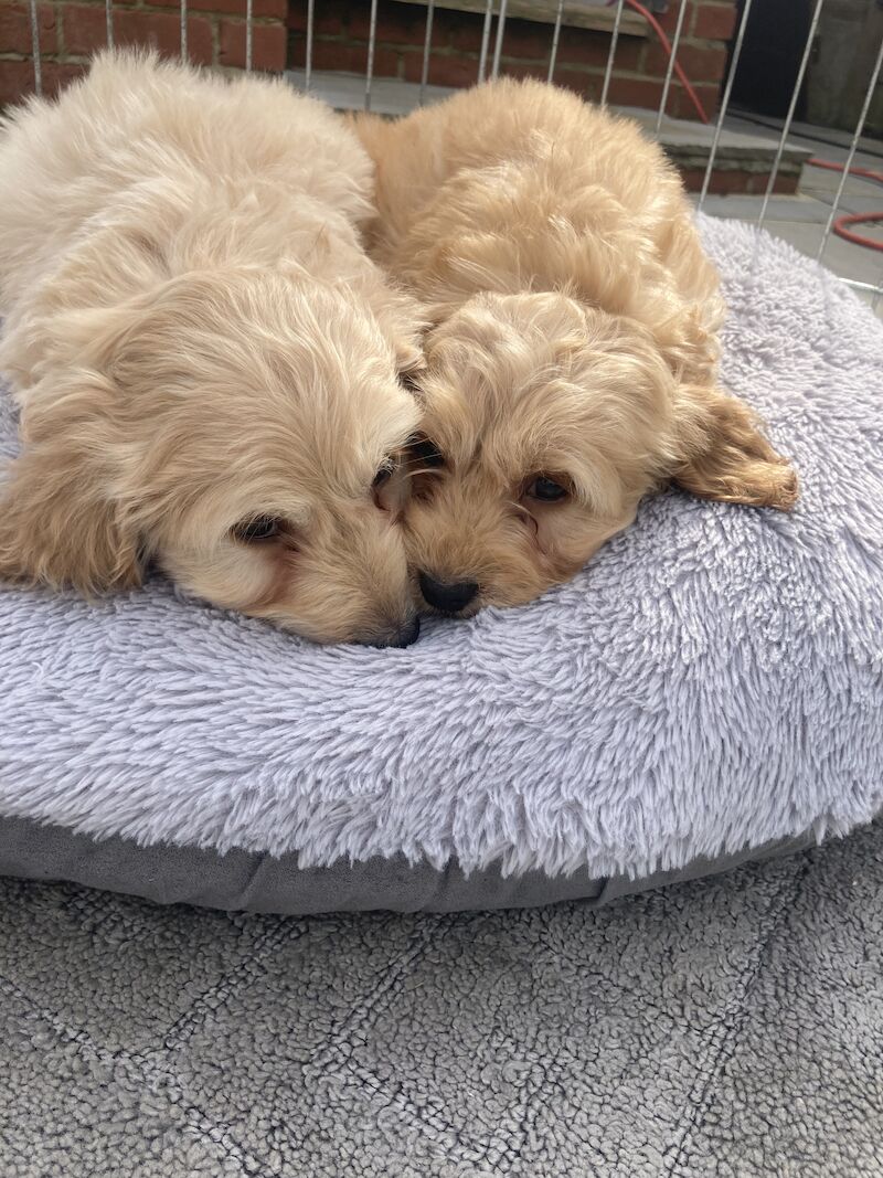 Cockapoo Puppies For Sale Under £1,000