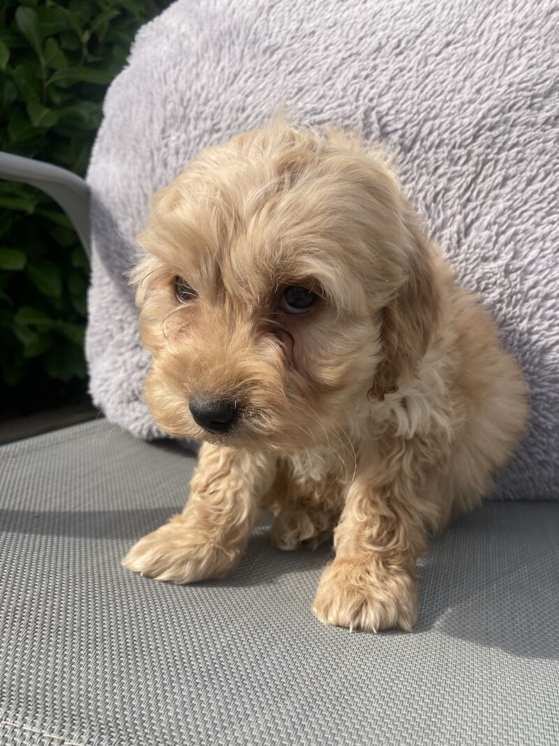 Cockapoo puppys for sale in Swanley, Kent | Image 2