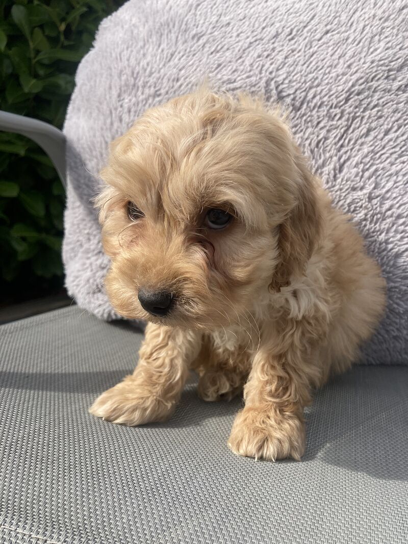 Cockapoo puppys for sale in Swanley, Kent - Image 2