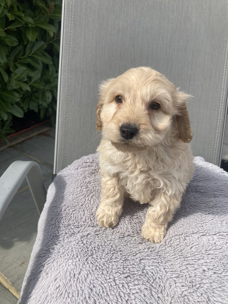Cockapoo puppies for sale in Swanley, Kent – 1 year old - Image 3 of 11