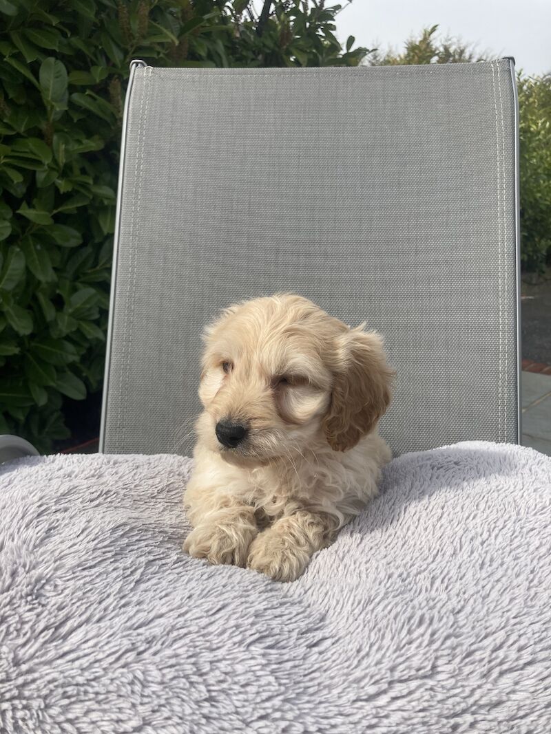 Cockapoo puppies for sale in Swanley, Kent – 1 year old - Image 4 of 11