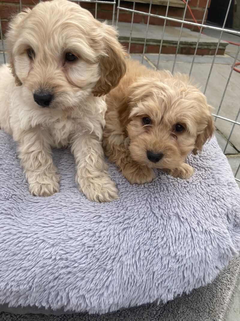 Cockapoo puppies for sale in Swanley, Kent – 1 year old - Image 5 of 11