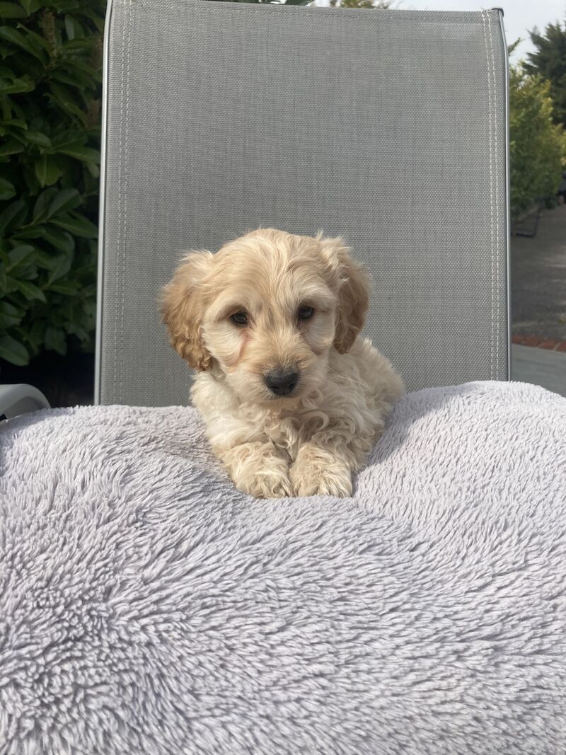Cockapoo puppies for sale in Swanley, Kent – 1 year old - Image 6 of 11