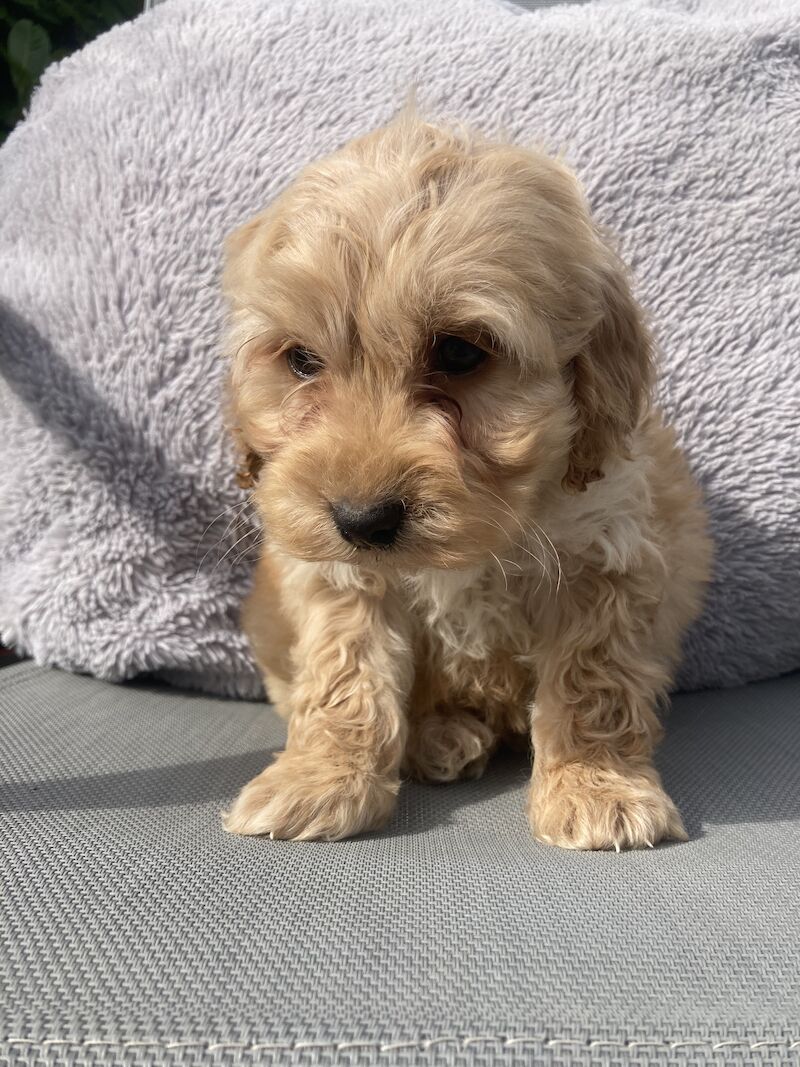 Cockapoo puppys for sale in Swanley, Kent - Image 7