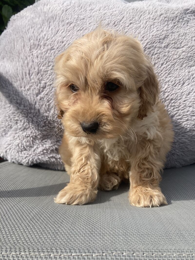 Cockapoo puppies for sale in Swanley, Kent – 1 year old - Image 7 of 11