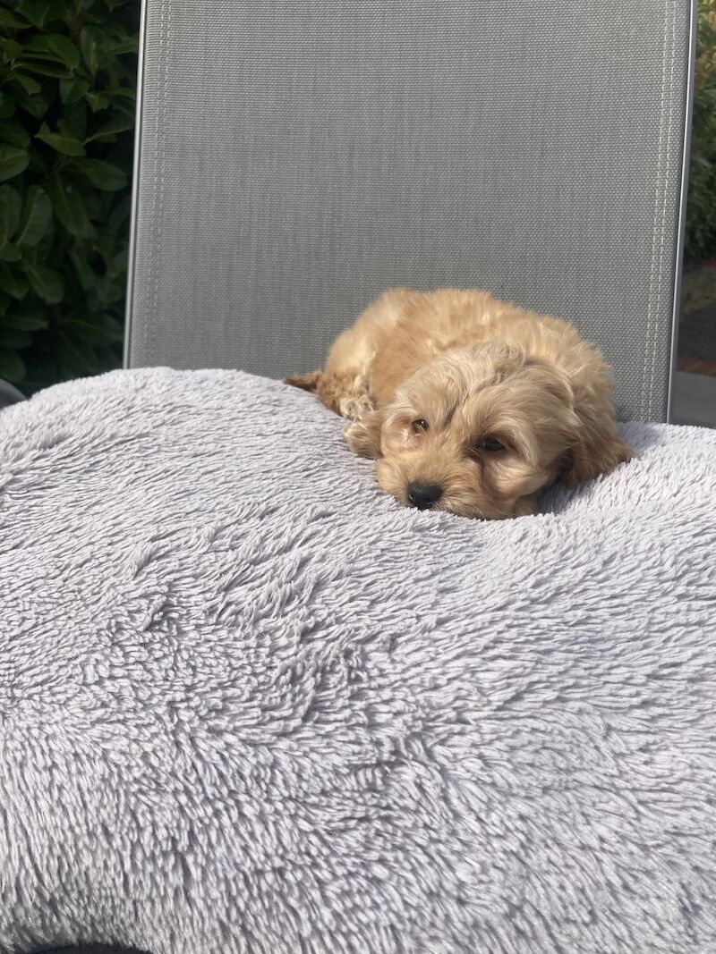 Cockapoo puppies for sale in Swanley, Kent – 1 year old - Image 8 of 11
