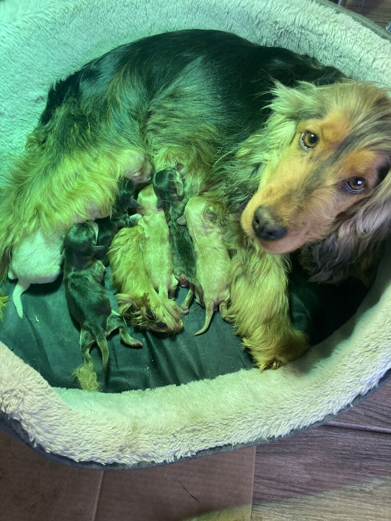 Cockapoo puppies for sale in Swanley, Kent – 1 year old - Image 9 of 11