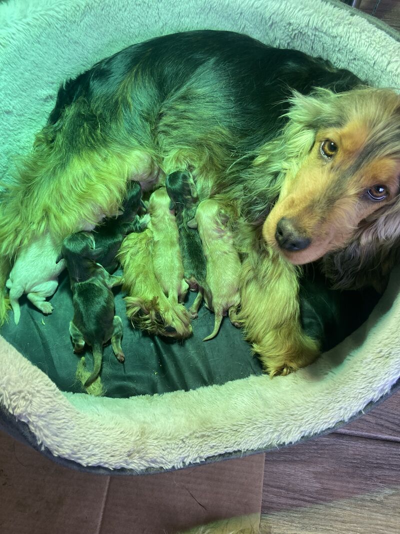 Cockapoo puppies for sale in Swanley, Kent – 1 year old - Image 10 of 11