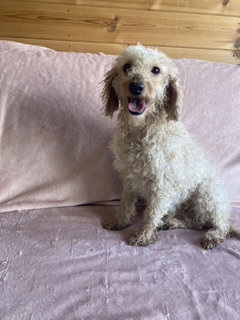 Cockapoo puppies for sale in Swanley, Kent – 1 year old - Image 11 of 11