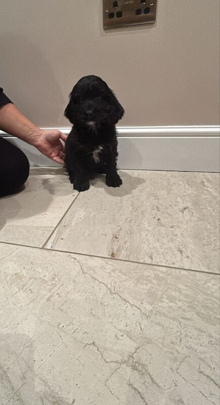 Cockapoo puppies for sale in Downham Market, Norfolk – 1 year old - Image 1 of 3