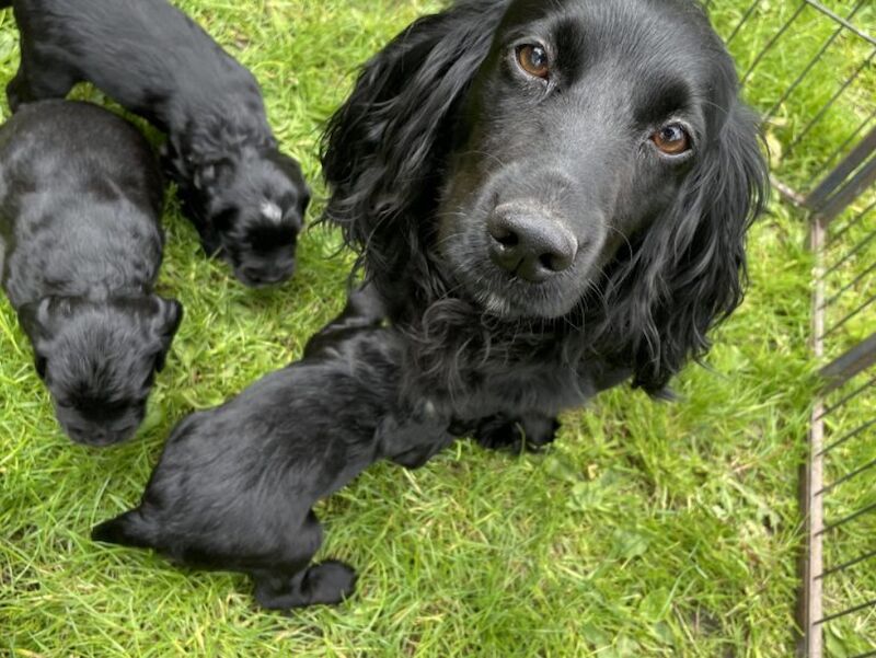 Cockapoo puppies for sale in Downham Market, Norfolk – 1 year old - Image 2 of 3