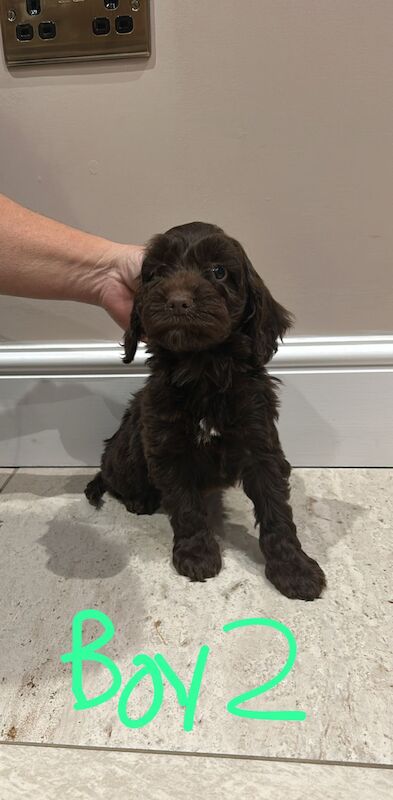 Cockapoo puppies for sale in Downham Market, Norfolk – 1 year old - Image 3 of 3