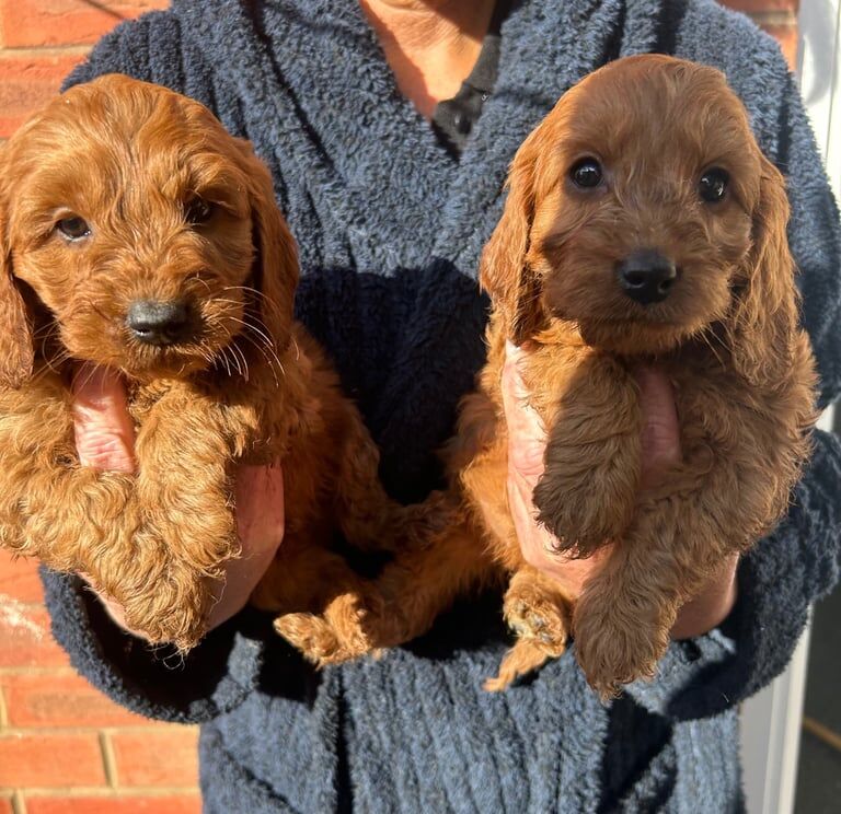 Cockapoo puppies for sale in Kingswinford, West Midlands – 1 year old - Image 3 of 3