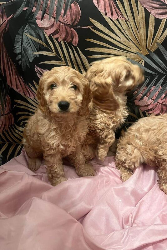 Cockapoo puppy's for sale in Longford, West Midlands | Image 2