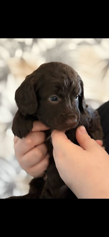 Cockapoo puppy's for sale in Niddrie, City of Edinburgh