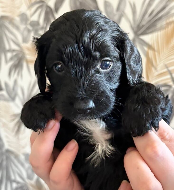 Cockapoo puppies for sale in Niddrie, City of Edinburgh – 9 months old - Image 2 of 3