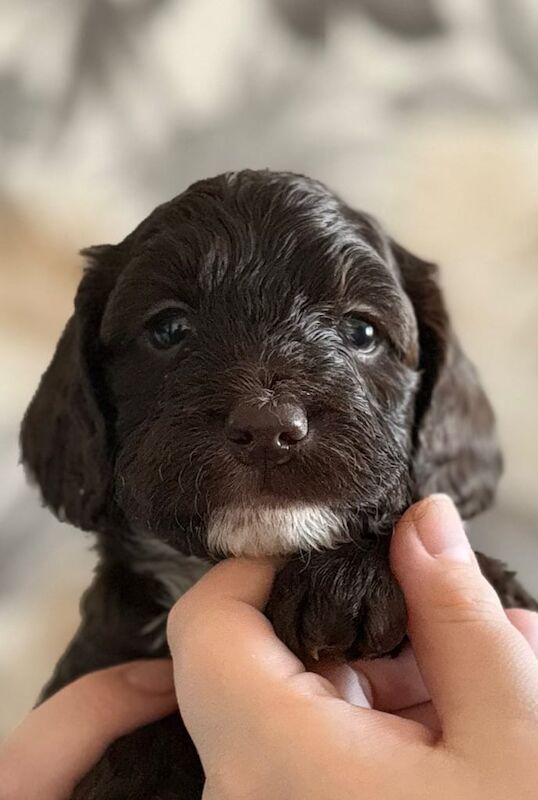 Cockapoo puppies for sale in Niddrie, City of Edinburgh – 9 months old - Image 3 of 3