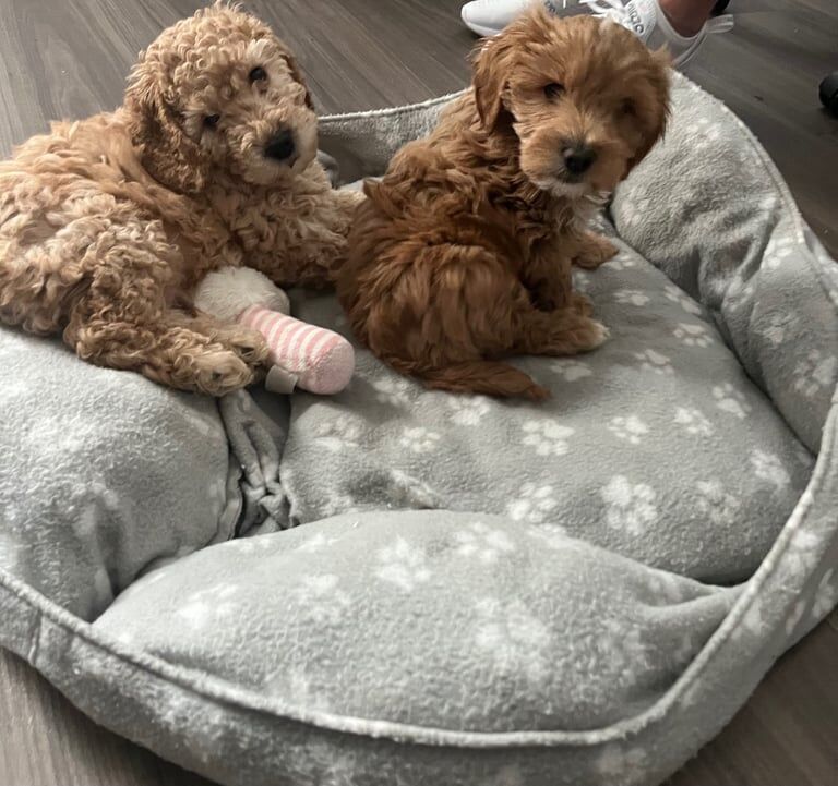 Cockapoo puppy's for sale in Laindon, Essex