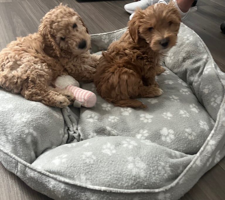 Cockapoo puppies for sale in Laindon, Essex – 9 months old - Image 2 of 3