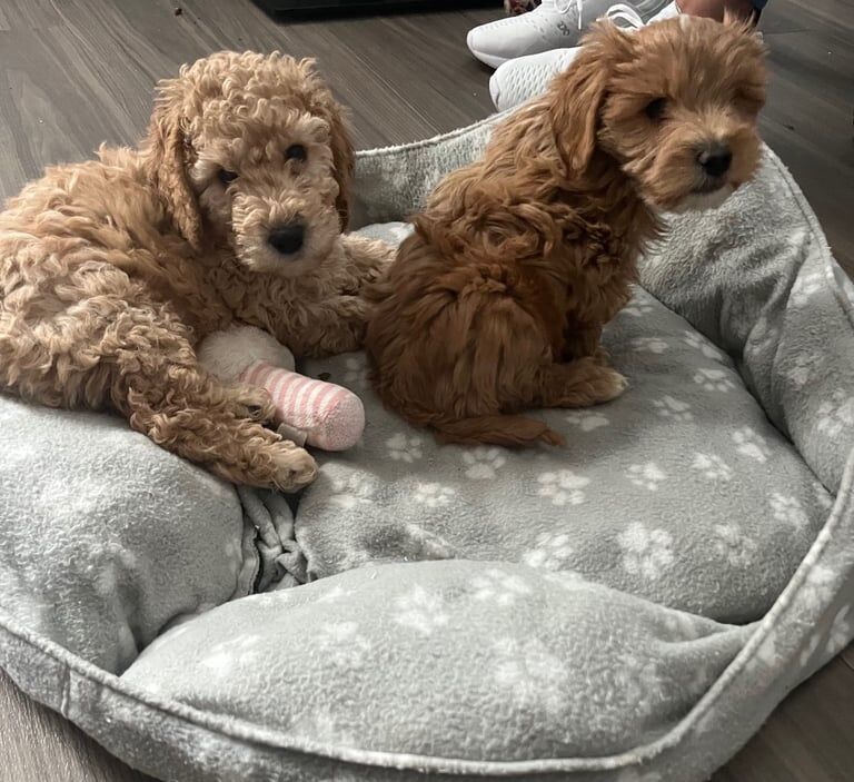 Cockapoo puppy's for sale in Laindon, Essex | Image 3