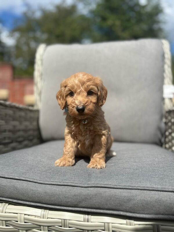 Cockapoo puppies for sale in Sheffield, South Yorkshire – 7 weeks old
