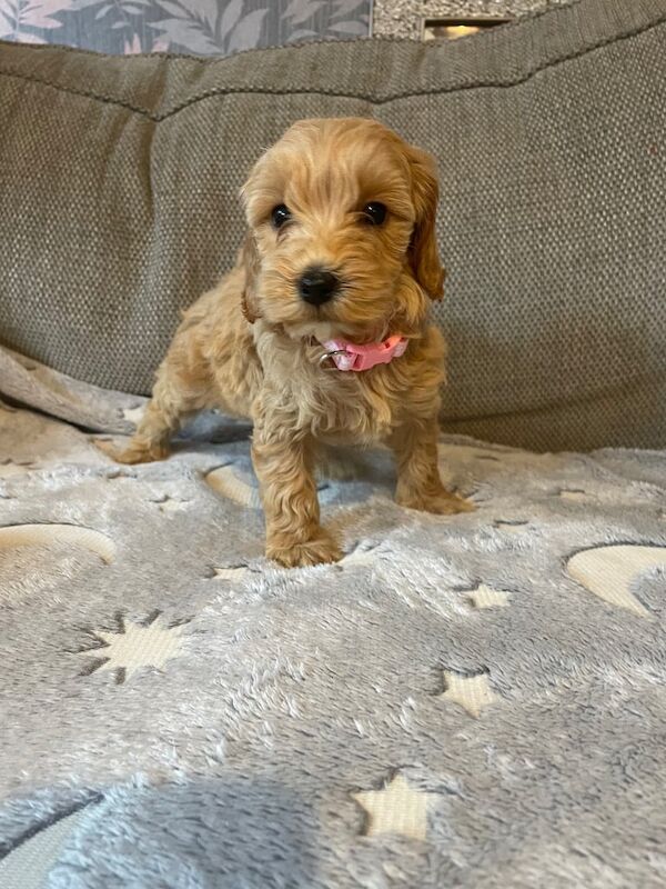 Cockapoo puppies for sale in Ashford, Kent – 9 weeks old