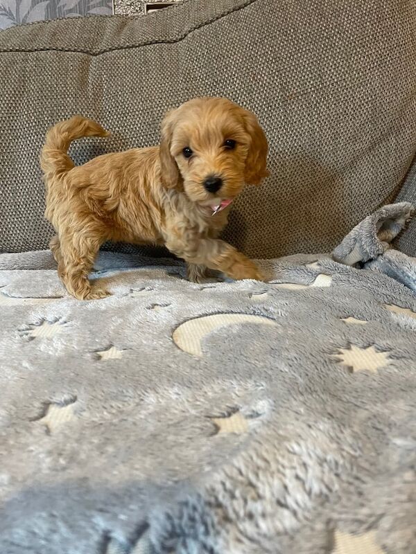 Cockapoo puppies for sale in Ashford, Kent – 9 weeks old - Image 2 of 3