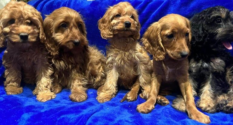 Cockapoo puppies for sale in Coventry, West Midlands – 9 weeks old