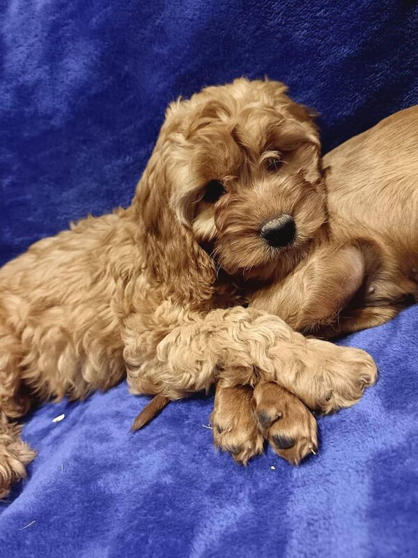 Cockapoo puppies for sale in Coventry, West Midlands – 9 weeks old - Image 2 of 5