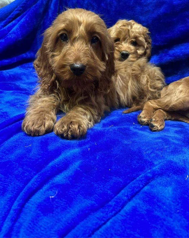 Cockapoo puppies for sale in Coventry, West Midlands – 9 weeks old - Image 3 of 5