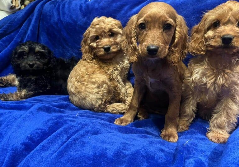 Cockapoo puppies for sale in Coventry, West Midlands – 9 weeks old - Image 4 of 5