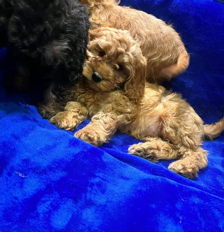 Cockapoo puppies for sale in Coventry, West Midlands – 9 weeks old - Image 5 of 5