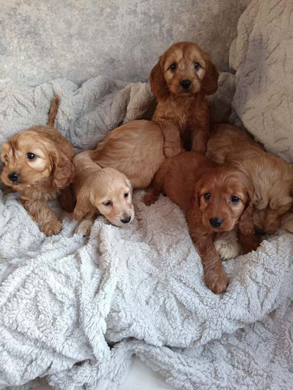Cockapoo puppies for sale in Exhall, Warwickshire – 10 weeks old - Image 3 of 6