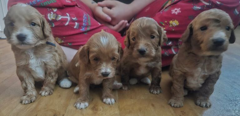 Cockapoo puppys