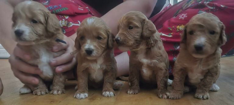 Cockapoo puppys - Image 2 of 6