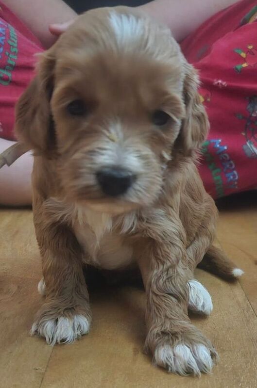 Cockapoo puppys - Image 3 of 6