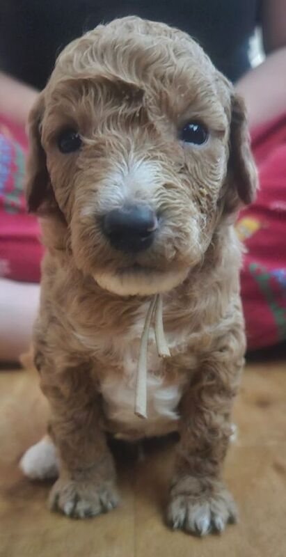 Cockapoo puppys - Image 4 of 6