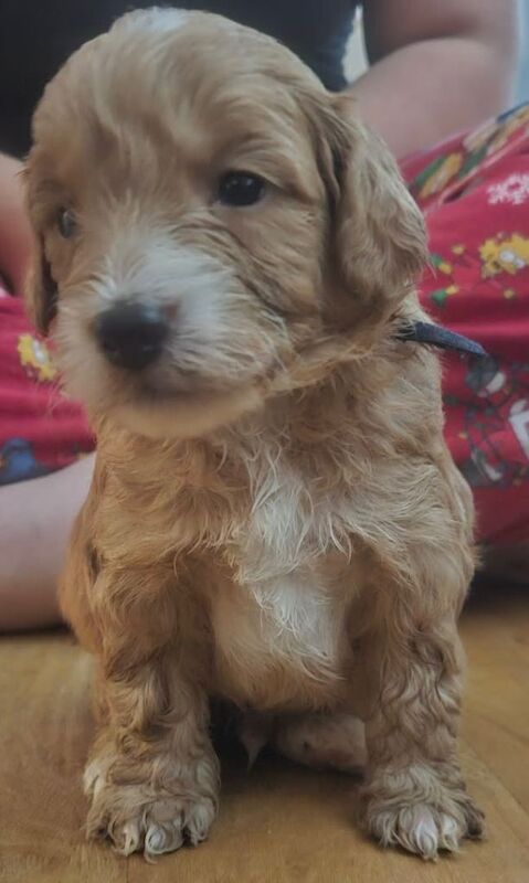 Cockapoo puppys - Image 5 of 6