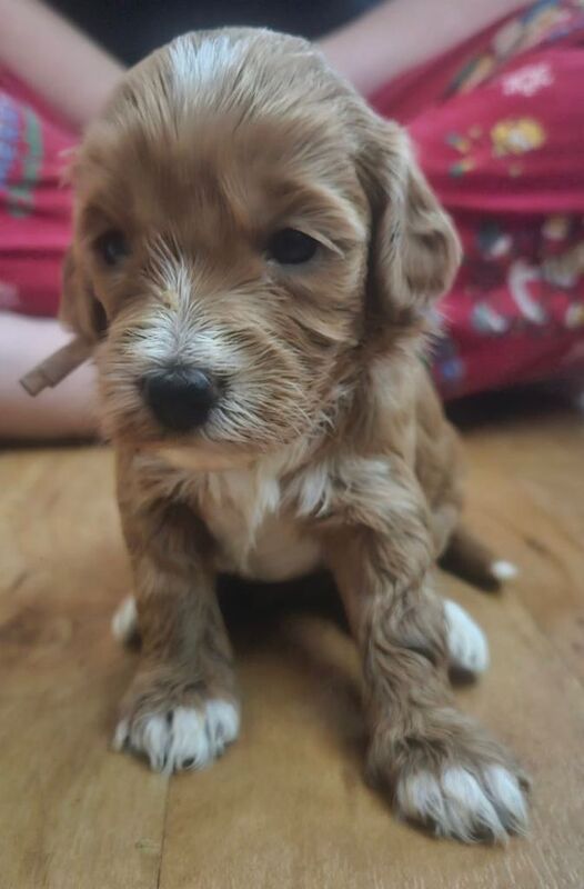 Cockapoo puppys - Image 6 of 6