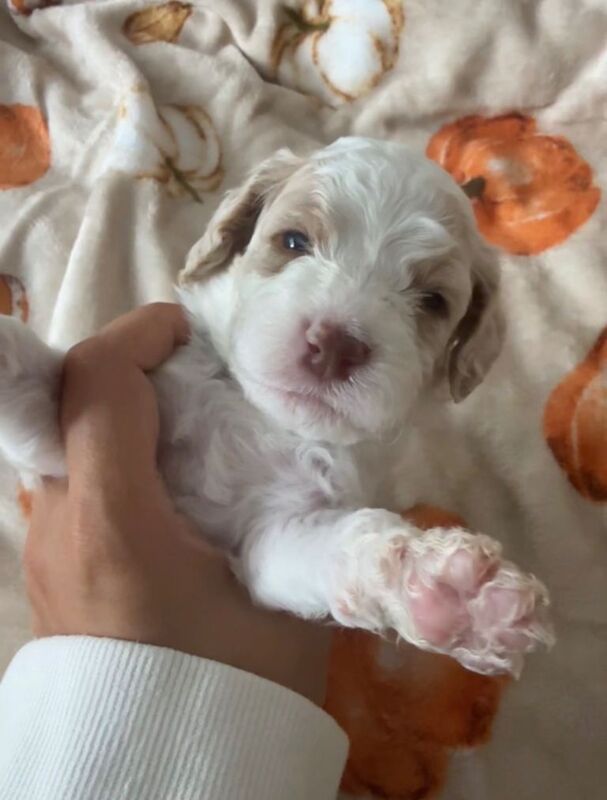 Cockapoo Puppies For Sale
