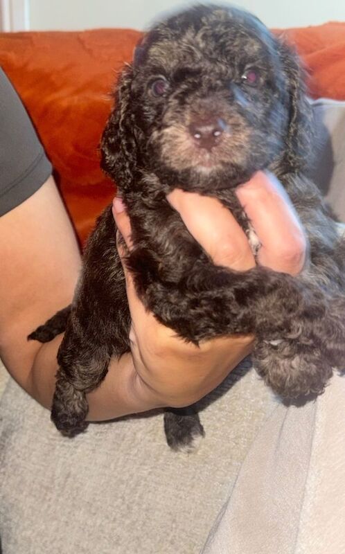 Cockapoo puppy’s - Image 2 of 4