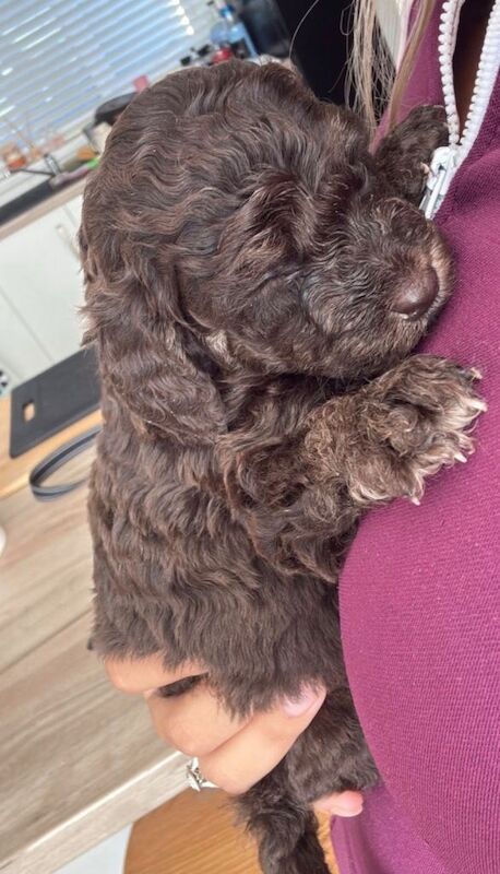 Cockapoo puppy’s - Image 3 of 4
