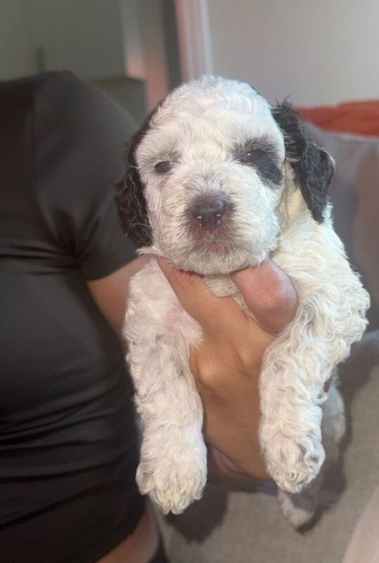 Cockapoo puppy’s - Image 4 of 4