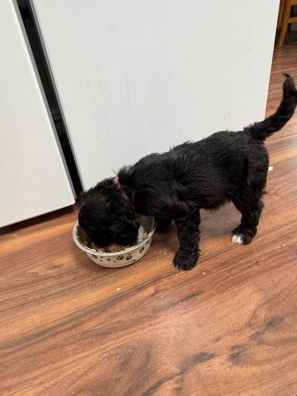 Cockapoo puppy's F1 - Image 2 of 4