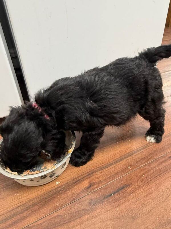 Cockapoo puppy's F1 - Image 3 of 4